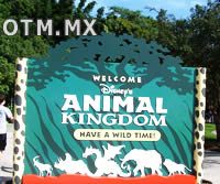 Animal Kingdom Orlando hotel